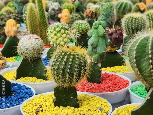 Colorful collection of small grafted cacti in white pots with vibrant gravel, arranged in rows creating a playful pattern for home decor and gardening themes