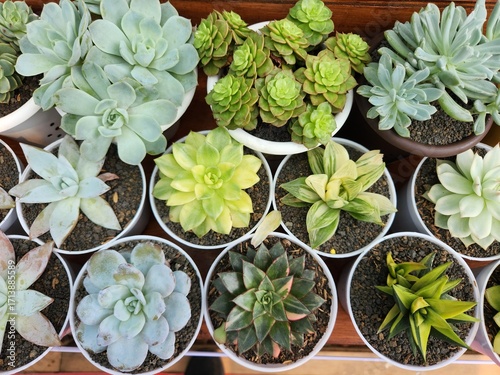 Top view of assorted succulents and cacti in small pots arranged on wooden shelves, diverse shapes and textures for home gardening and decor concepts