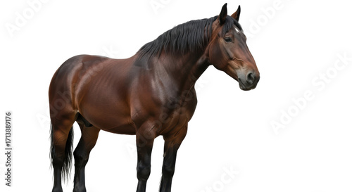 Isolated Brown Horse Standing Calmly in Studio, Animal Portrait, Strong Mammal, Dark Mane