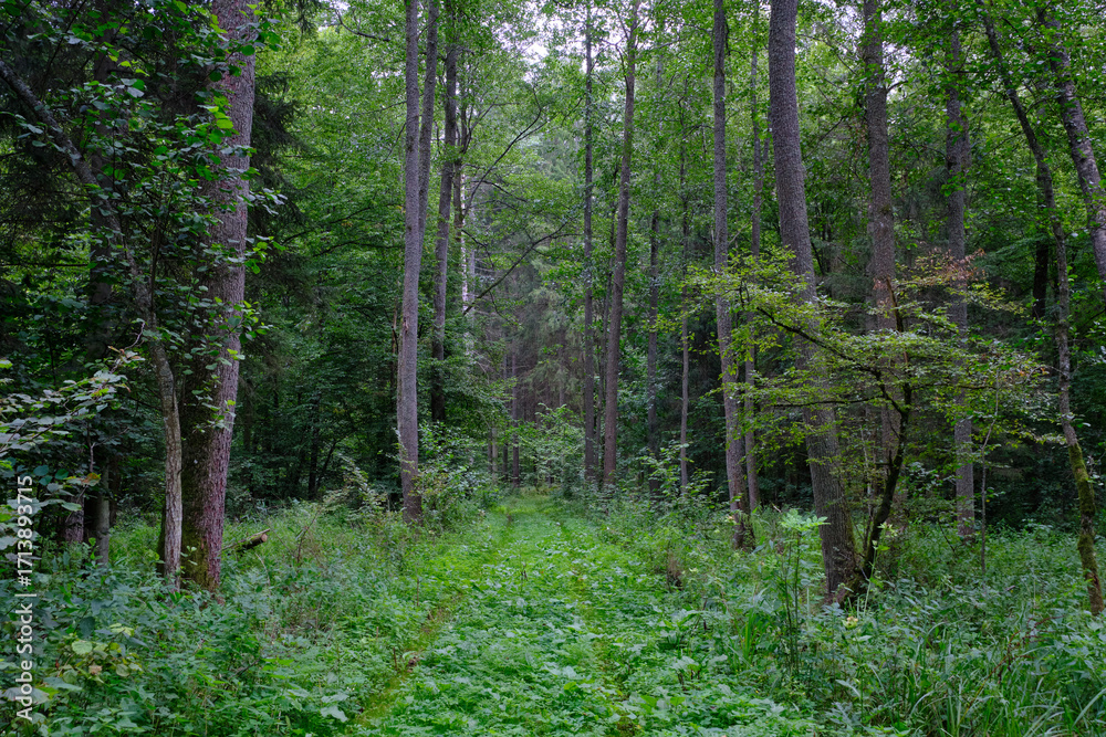 Obraz premium Late summer rich deciduous stand with old trees and lush foliage