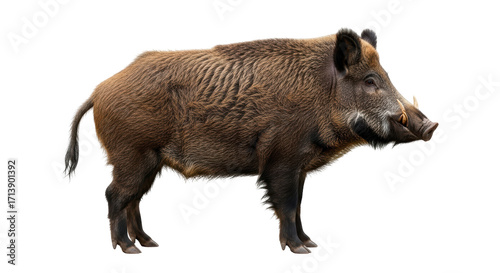 Schilderij op canvas Isolated feral hog in full view, a wild animal known as the Eurasian wild pig sp