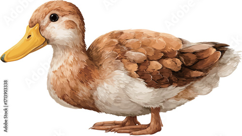 A detailed close-up studio shot of a brown and white duck. The duck is predominantly brown with lighter, almost white, underparts.  Its beak is a bright yellow. The image is well-lit and shows fine