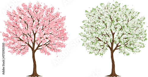 Cherry blossom tree, white flowering tree, seasonal foliage, botanical contrast, spring and summer bloom, stylized vector, nature illustration, vibrant canopy