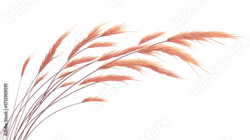 Close-up studio shot of a bunch of dried pampas grass against a pure white background. The grass is light beige or reddish-brown in color, with feathery plumes. 