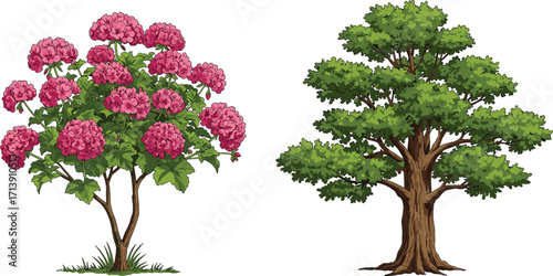 Hydrangea flower tree, deciduous green tree, botanical contrast, stylized foliage, seasonal bloom, nature study, garden design, vibrant canopy, floral illustration
