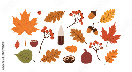 A collection of autumn leaves acorns and berries for decoration.