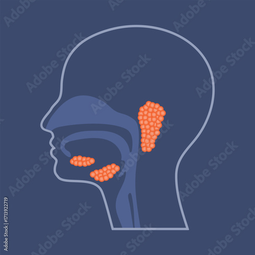 Human salivary glands, cross section illustration.