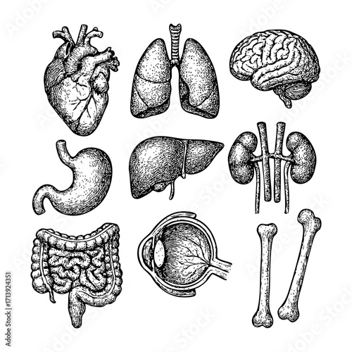 Human Internal Organs Set – Hand-drawn Engraved Vector