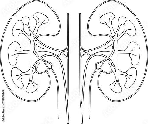 Black and white line drawing of human kidneys anatomy