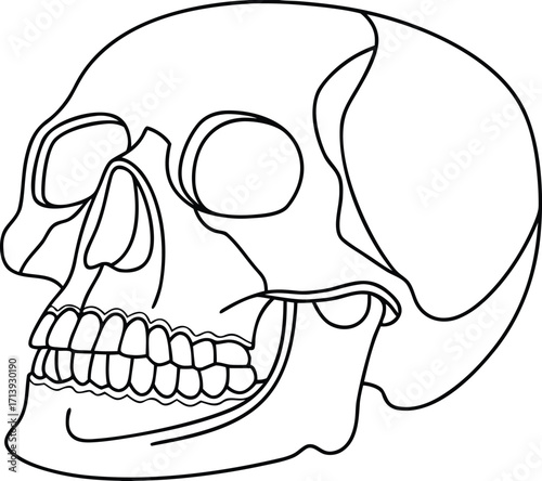 Black outline human skull side view skeleton bone