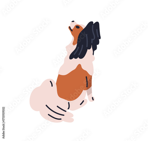 Toy dog sitting, back view. Papillon butterfly breed, cute small puppy. Adora...