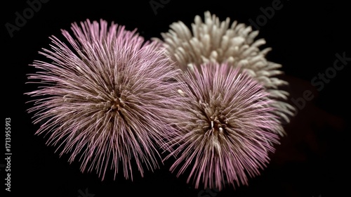 Fireworks blossom like cosmic dandelions against a velvet sky, celebrating Bonfire Night's reverie and Hanabira vibrant wonder