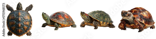 Various tortoises and turtles displayed in natural postures on transparent background