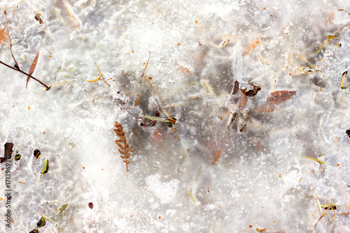 Texture of frozen grass and autumn leaves under ice close-up