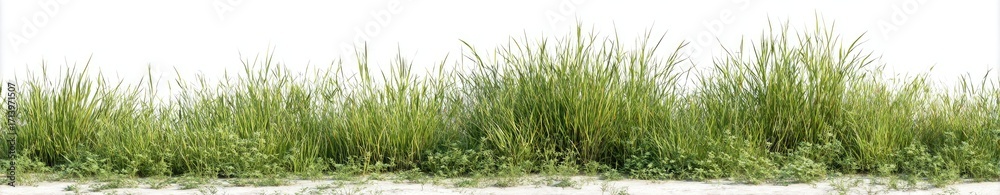 Fototapeta premium Lush green grass border against white background (3)