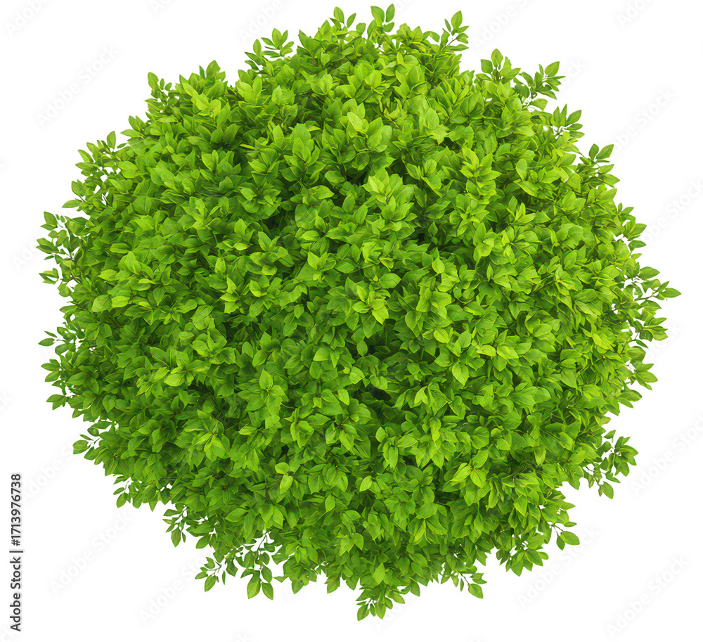 Obraz premium Architectural tree top view round dense leaves , on transparent background