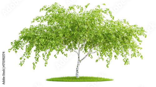 Elegant weeping birch tree with flowing branches