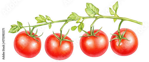 Hand drawn watercolor datterino tomato cluster organic