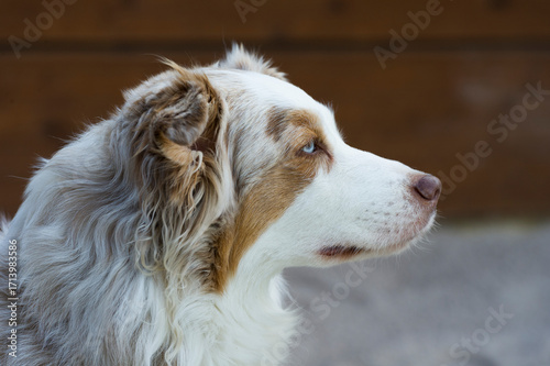 Australian SHepherd auf der Terrasse