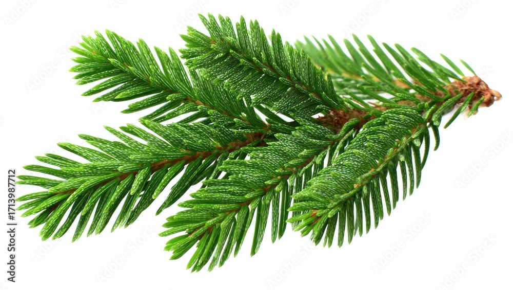 Naklejka premium Close-up of a fresh evergreen sprig