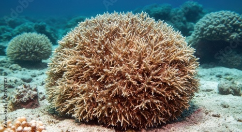 Wallpaper Mural Detailed Specimen of Hydrolithon gardineri Algae for Sustainable Aquatic Conservation

 Torontodigital.ca