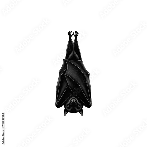 Black bat hanging upside down silhouette isolated on white background
