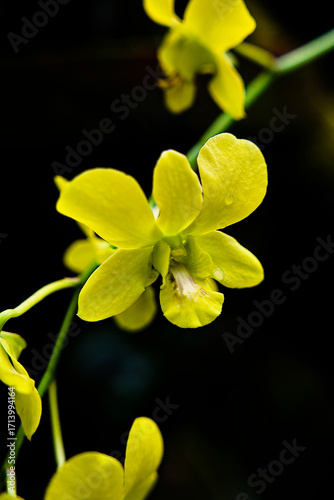 Yellow orchid flowers hanging in tropical light