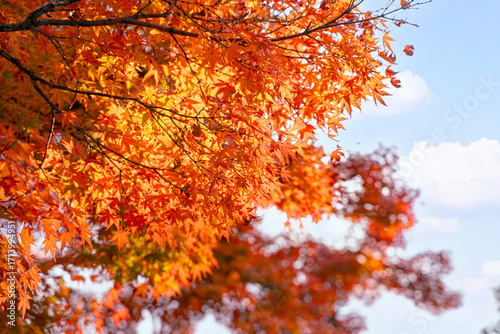 Closeup and crop the vibrant red and orange foliage of a Japanese maple tree in autumn season on bright sky background.
