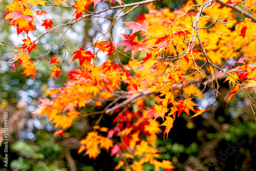 Closeup and crop the vibrant red and orange foliage of a Japanese maple tree in autumn season.
