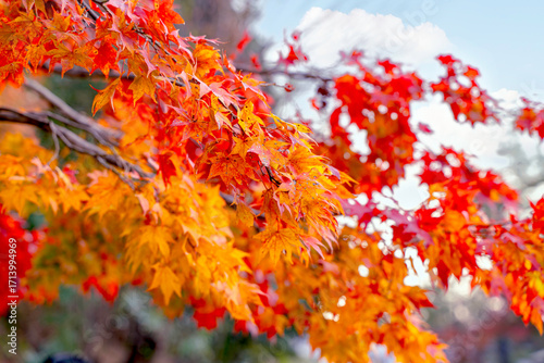 Closeup and crop the vibrant red and orange foliage of a Japanese maple tree in autumn season on bright sky background.