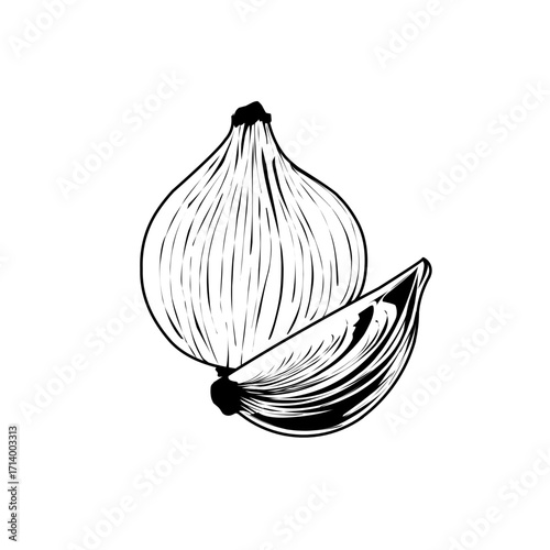 Onion Vector Illustration