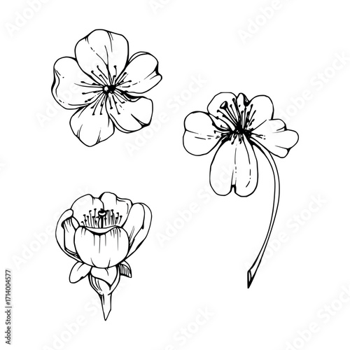 Early spring flowers, white cherry sakura apple blossom, hand drawn vector ink forest anemone primrose daisy ephemera. Single object isolated illustration for wedding, florist shop, scrapbooking.