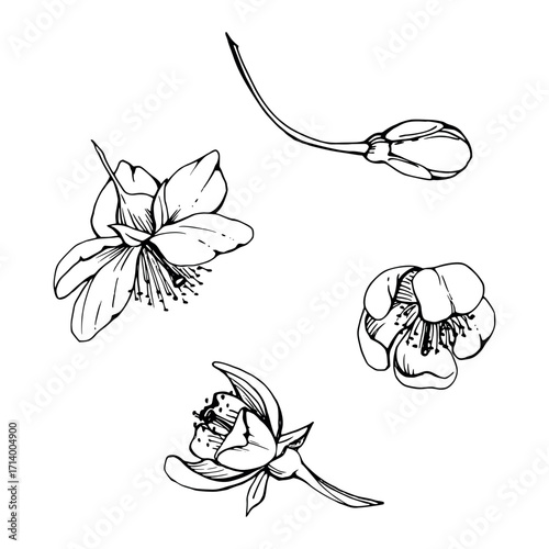 Early spring flowers, white cherry sakura apple blossom bud, hand drawn vector ink forest anemone primrose daisy ephemera. Single object isolated illustration. Wedding, florist shop, scrapbooking.