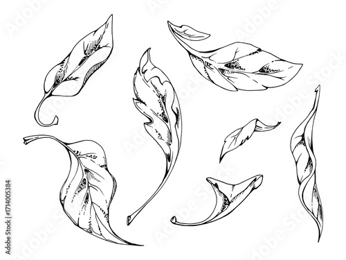 plant leaves of flower, bush tree foliage hand drawn vector ink, lilac poplar elm pear apple cherry. Isolated botanical illustration set. Wedding, florist shop, scrapbooking, decoupage, cosmetics