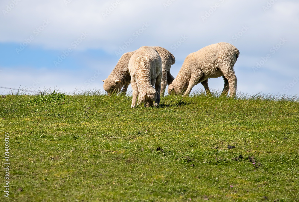 Fototapeta premium Sheep are grazing on a green field at the farm in Australia, Australia agriculture