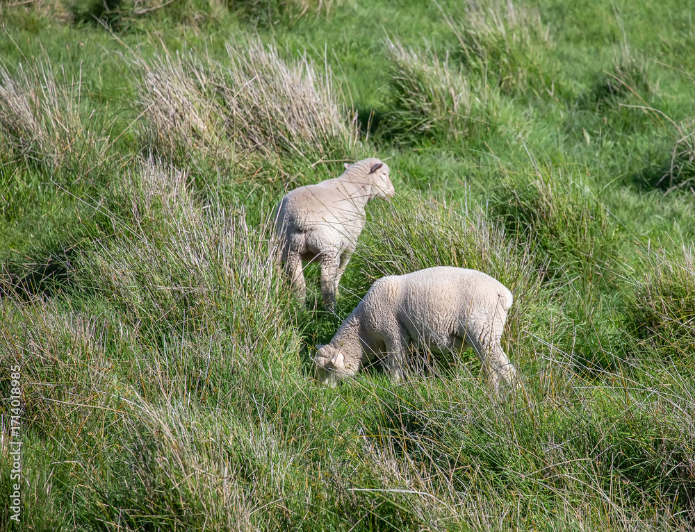 Fototapeta premium Sheep are grazing on a green field at the farm in Australia, Australia agriculture