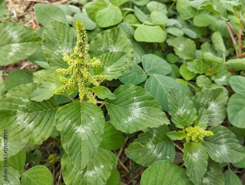Spiny amaranth plant (Amaranthus spinosus) in outdoor garden	