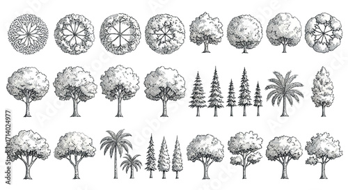 Vector art of set of various tree illustrations in topdown and side views
