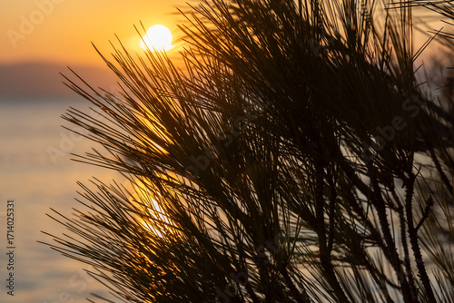 The sunset on the Adriatic Sea seen through the pine tree branch