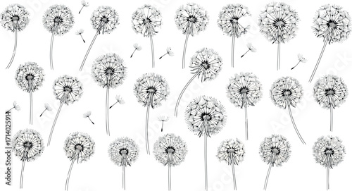 Vector art of collection of dandelion seed heads in various stages of dispersal