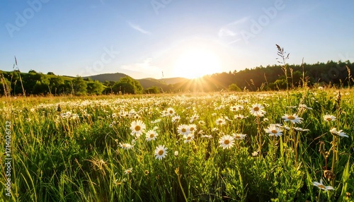 Fototapeta Naklejka Na Ścianę i Meble -  Sunny meadow of daisies at sunset