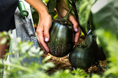 Organic round eggplant in hands. Fresh round eggplant picked from the garden – natural organic vegetable harvest.