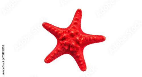 Isolated reddish-orange starfish with bumpy texture, marine invertebrate, sea animal, closeup