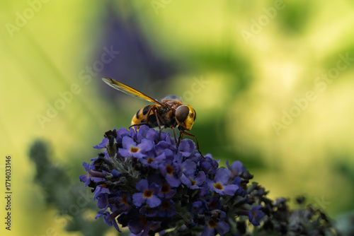 portrait d'une abeille sauvage un  soir d'été