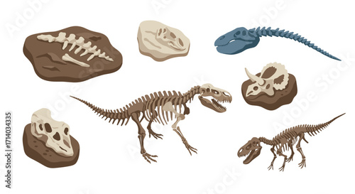 Dinosaur fossils and skeletons with skulls: prehistoric bones collection on display