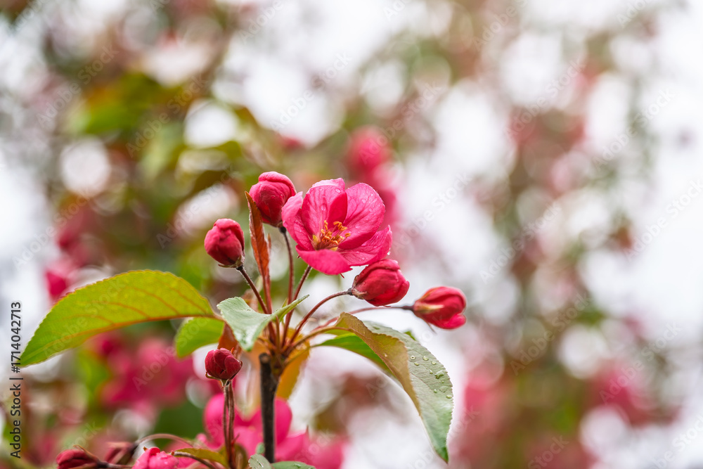 Fototapeta premium Fresh pink flowers of a blossoming apple tree with blured background