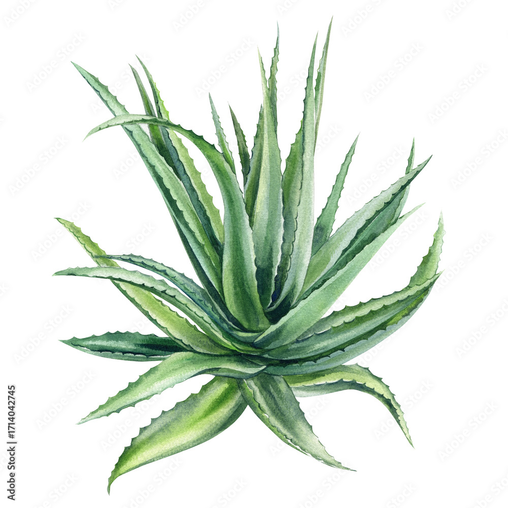 Fototapeta premium Aloe vera succulent watercolor illustration with fresh green spiky leaves tropical desert botanical plant art isolated on white