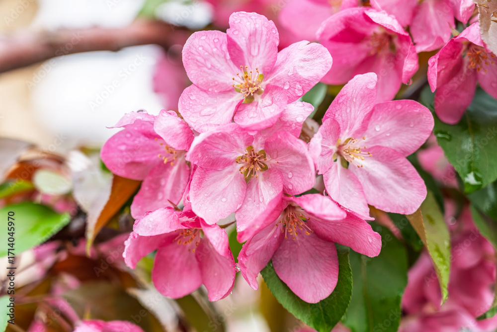 Obraz premium Fresh pink flowers of a blossoming apple tree with blured background