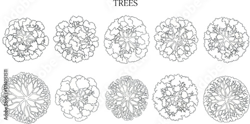 Vector art of top view stylized line drawings of various deciduous trees