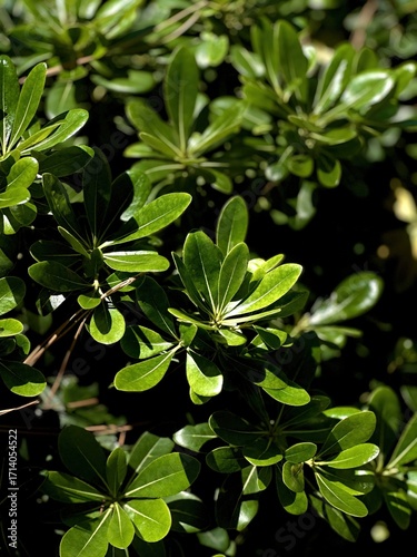 Bild auf Leinwand Exploring Biophilic Design With Lush Green Textures in Urban Environments Throug